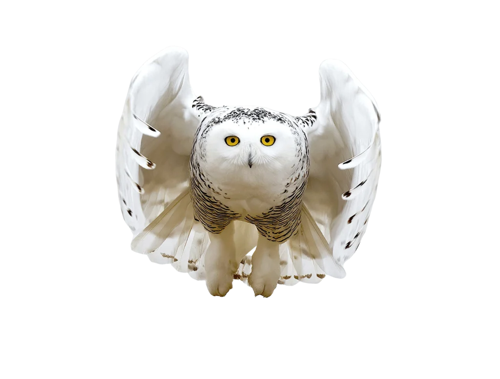 owl