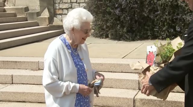 The Duke of Edinburgh Rose – szókincs, videó 1