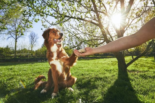 5 SZÓ NAPONTA: Tanítsuk a kutyánkat angolul! 1 kutya