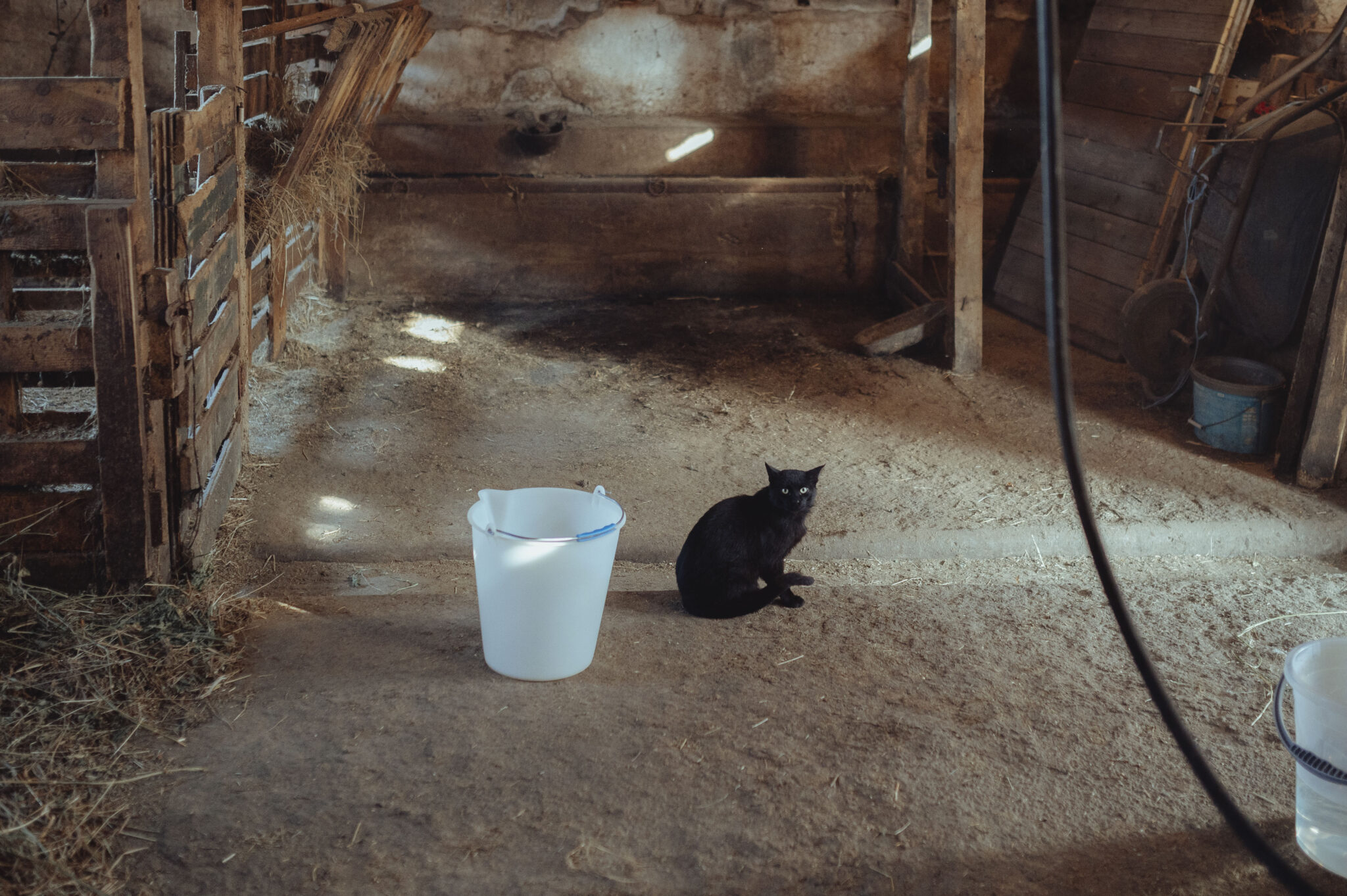 The fresh milk that we are missing every day - Képes riport Nagytárkányból 4