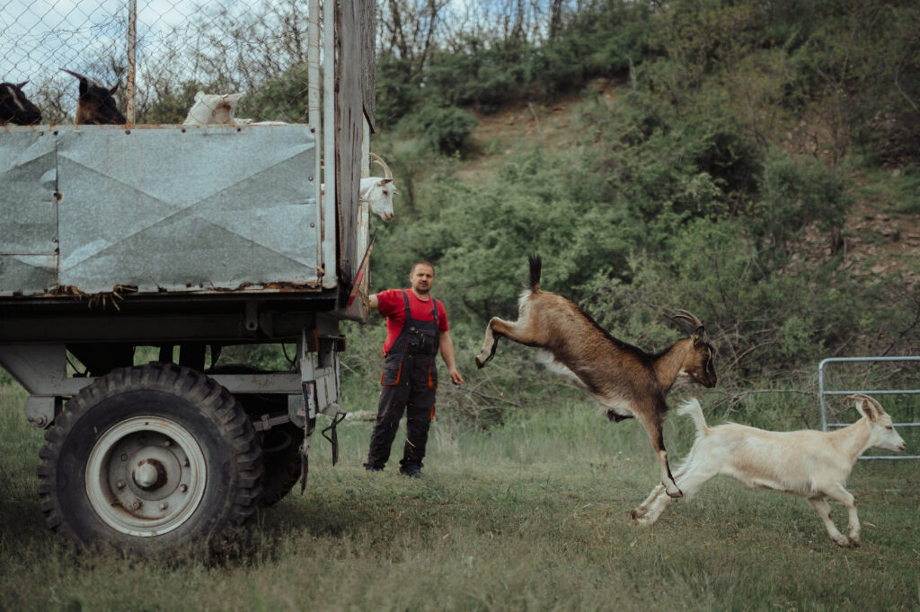 The mountain will remain as long as the goats are fed - képes riport Bodrogközből 1