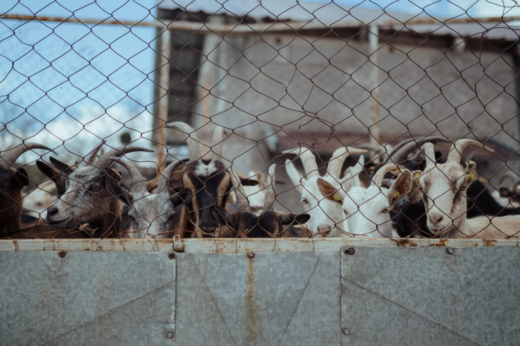 The mountain will remain as long as the goats are fed - képes riport Bodrogközből 2