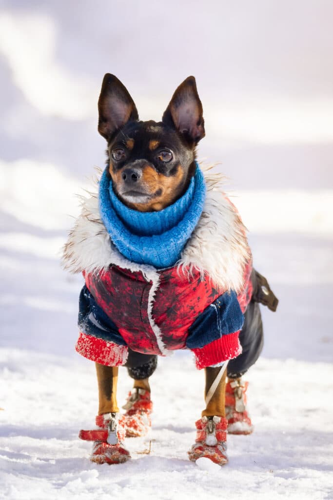 ANIMALS: Ensuring the well-being of Your Furry Friends 1
