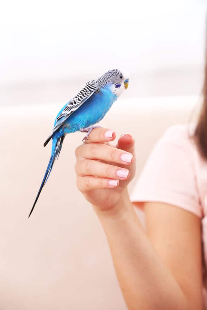ANIMALS: Buying and Keeping a Budgie 1