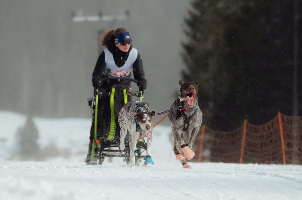 PEOPLE: Sled pulling dogs in the Slovak Karst National Park 2
