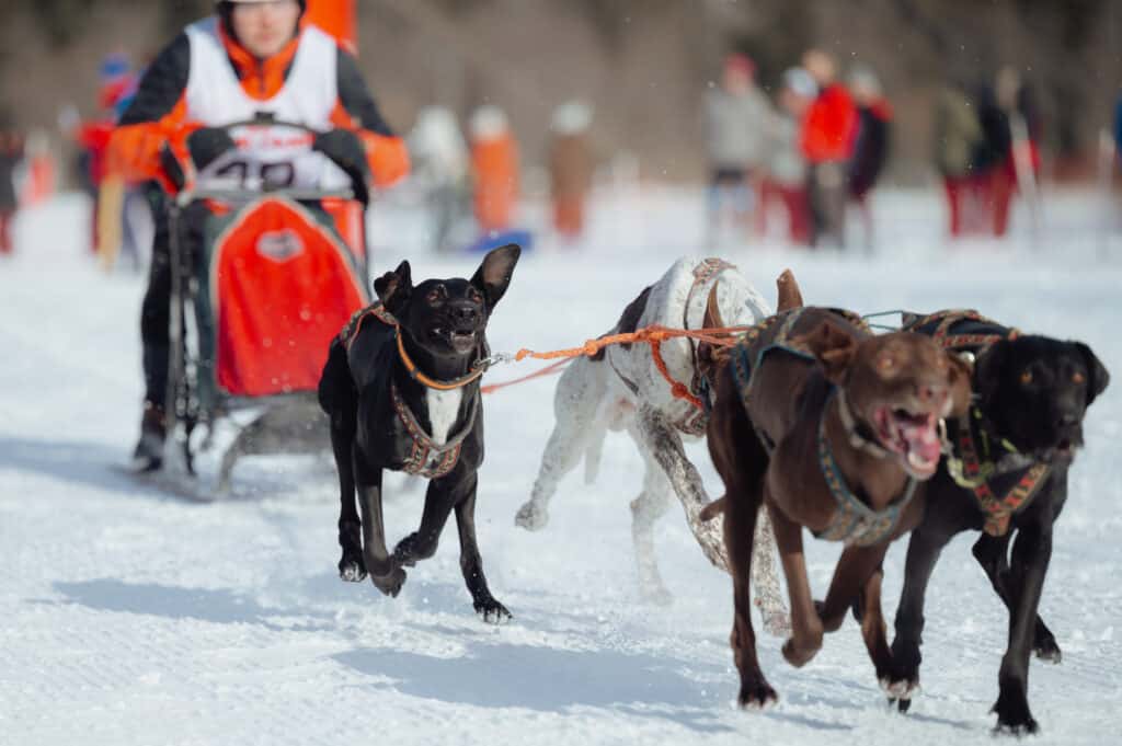 PEOPLE: Sled pulling dogs in the Slovak Karst National Park 1