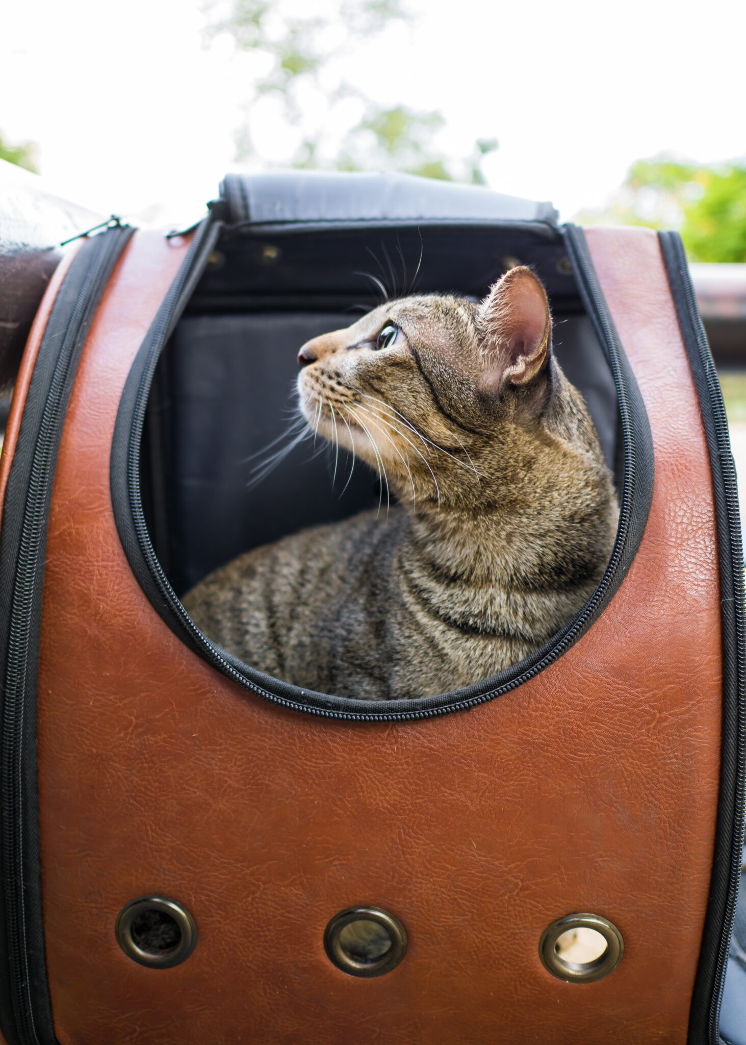 ANIMALS: 5 Tips for Traveling with a Cat - Így utazz a macskáddal! 1