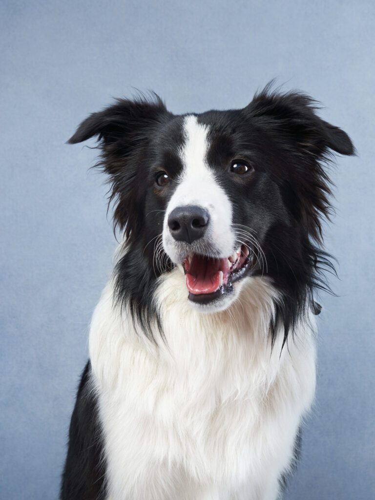 TOP 10: Ten of the Most Intelligent Dog Breeds - A legokosabb kutyafajták 1