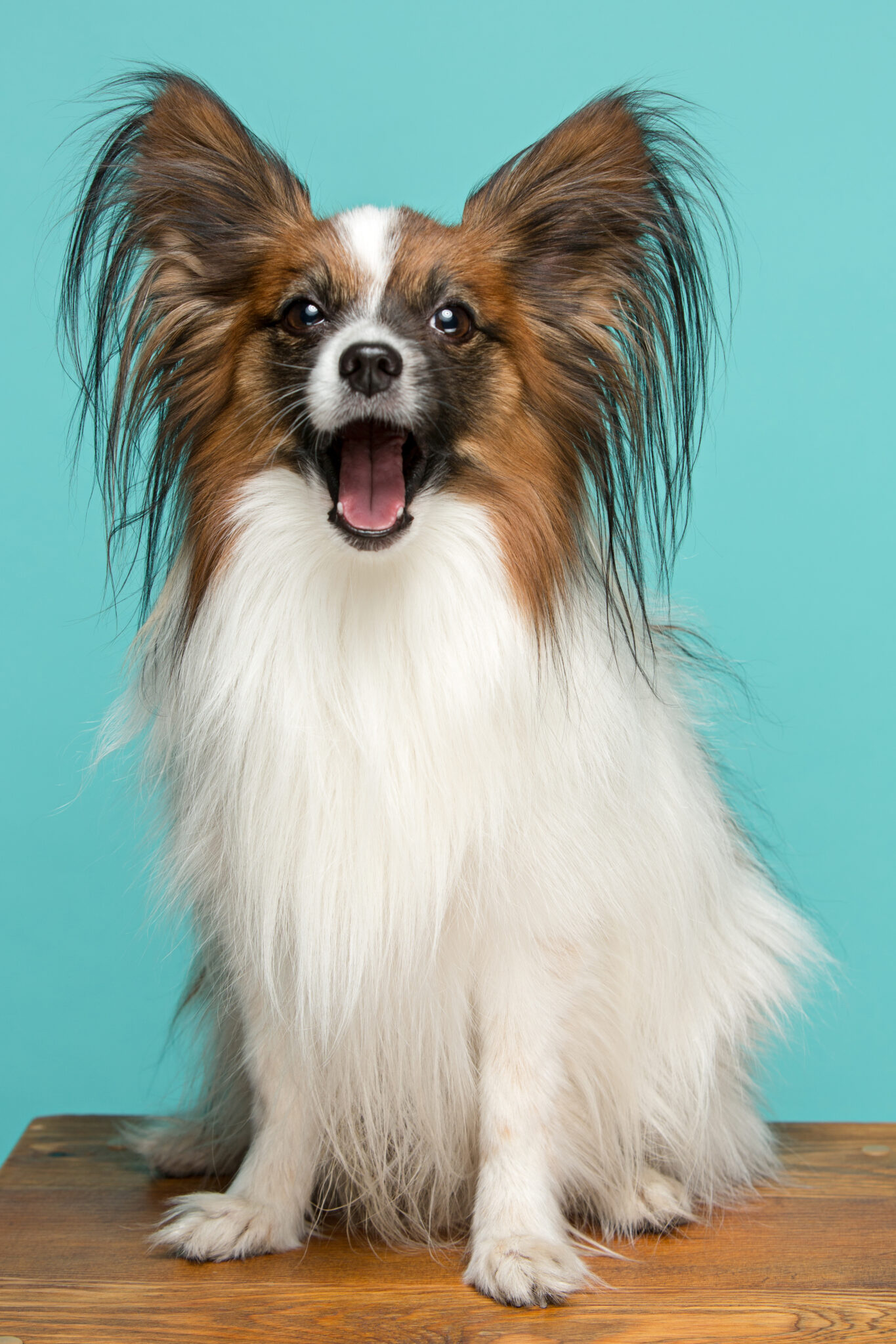 TOP 10: Ten of the Most Intelligent Dog Breeds - A legokosabb kutyafajták 2