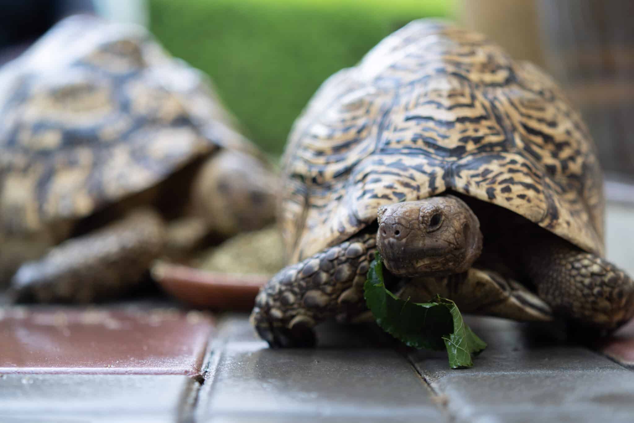 Looking for a Scaly Friend? - Hüllők a lakásban? 1
