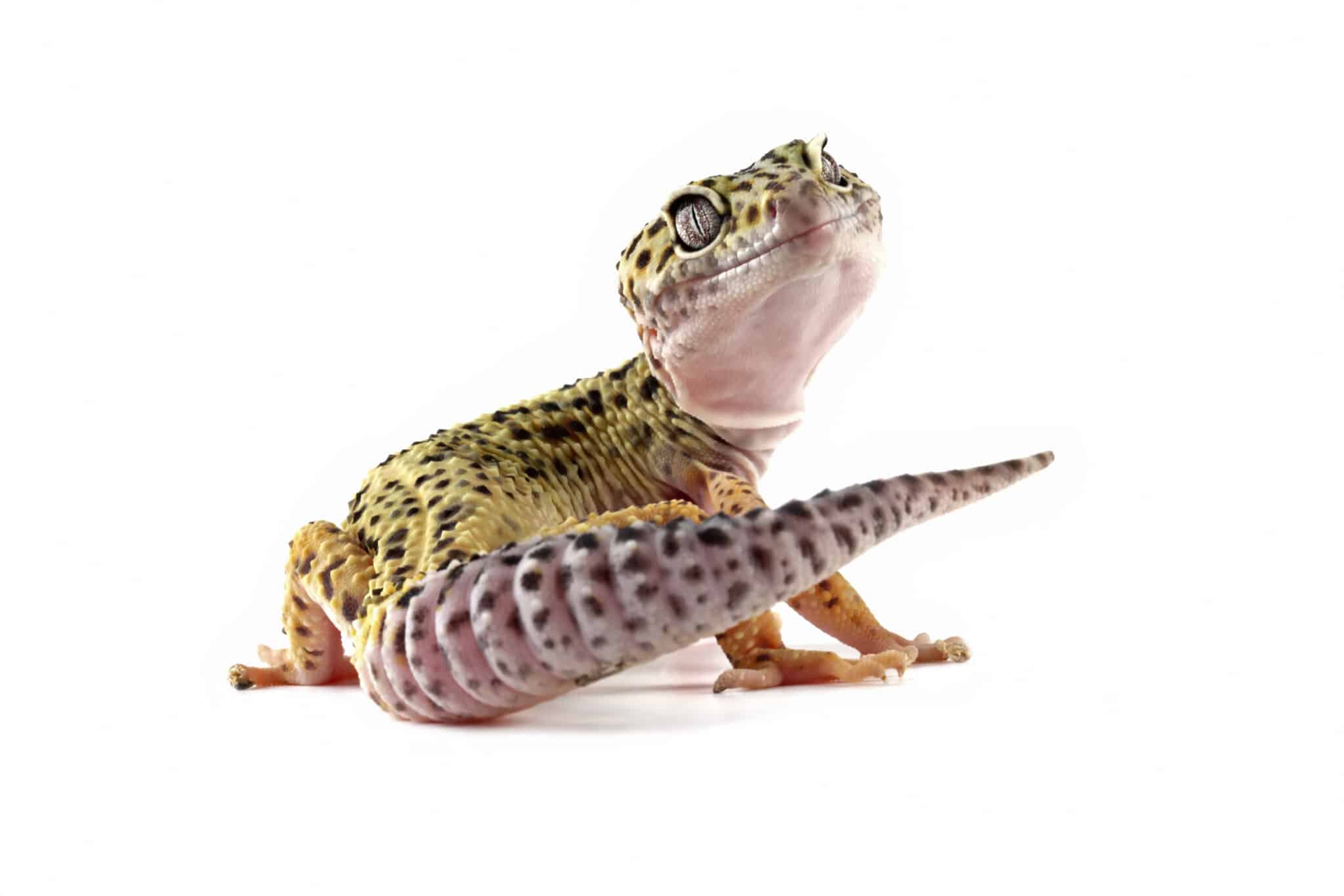 Looking for a Scaly Friend? - Hüllők a lakásban? 2