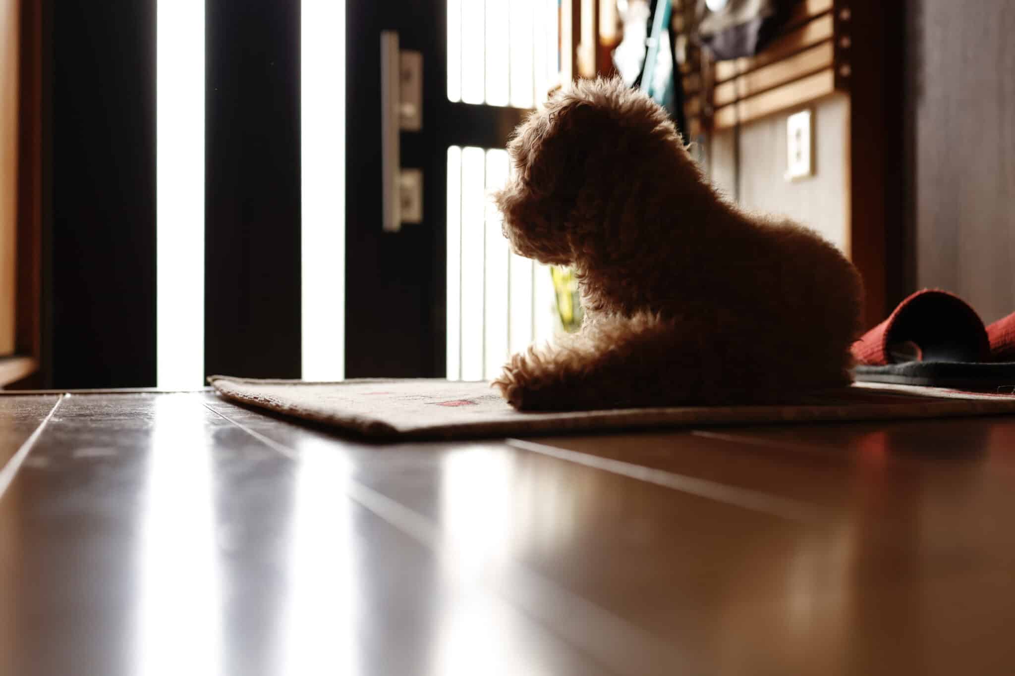 KUTYA angolul - Coping With Separation Anxiety in Dogs 1