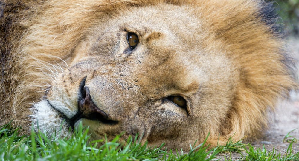 Fury Erupts After Walter Palmer Is Named As Cecil The Lion's Killer 1
