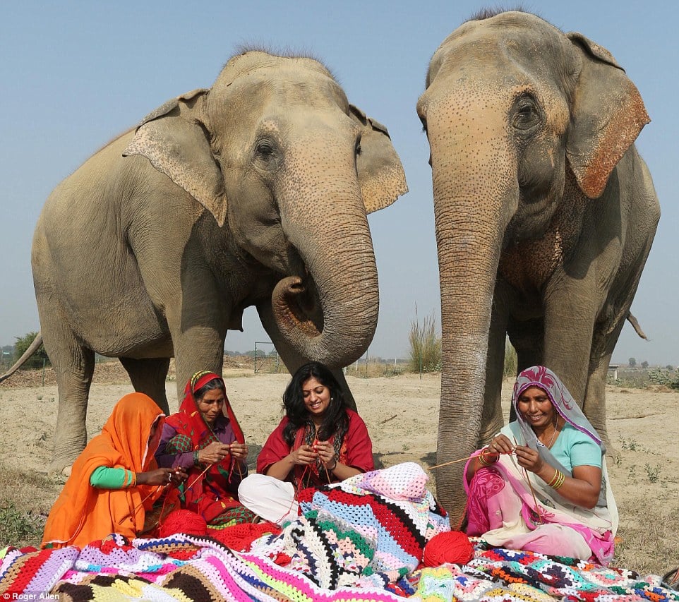 Elephants in pullovers 1