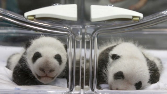 A panda csoda - Hallás utáni értést ellenőrző feladat 1