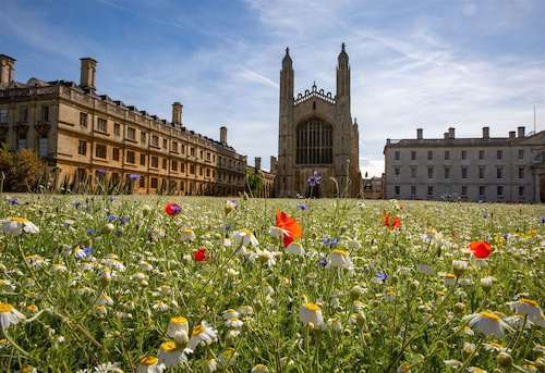 Alapfok (B1) olvasott szöveg értése - Cambridge lawn transformed into wildflower meadow 1