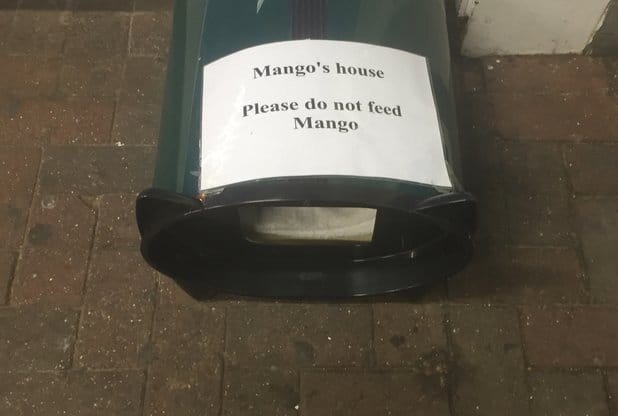 Egy macska, aki már több éve egy Tesco-ban él 2