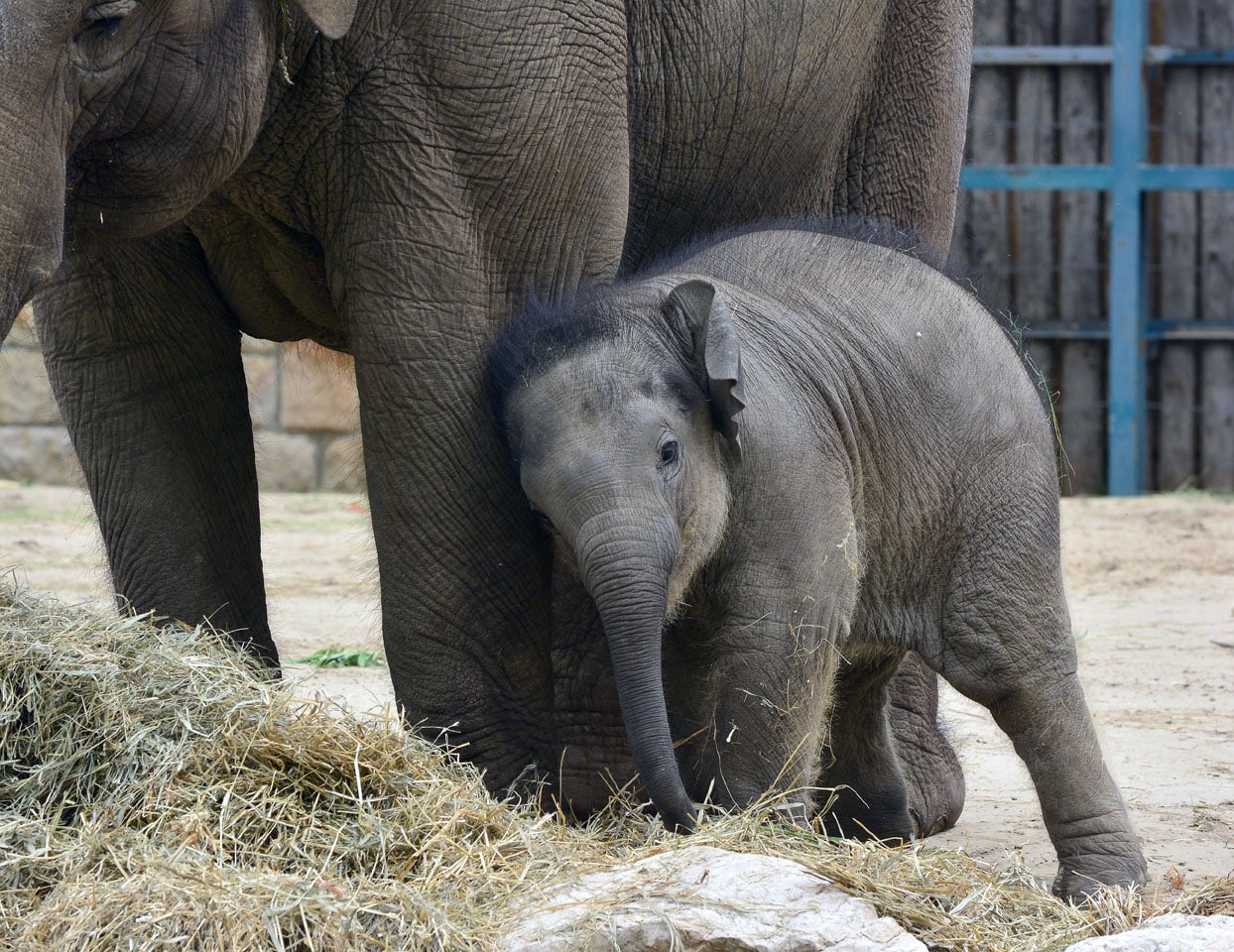 Asha the elephant playing football in Budapest Zoo 1