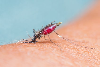 Mosquitoes - Why Are Some People More Prone To Mosquito Bites? 1