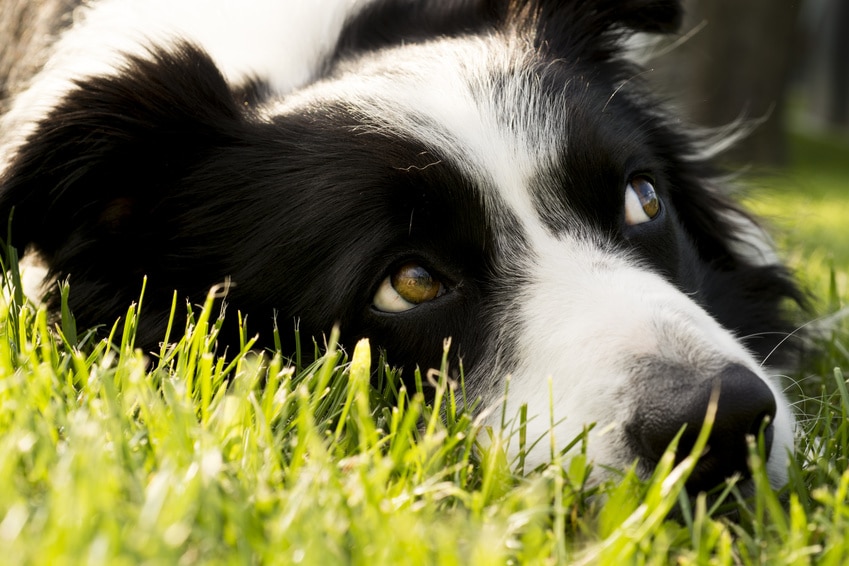 11 érdekesség a Border Collie kutyákról 1