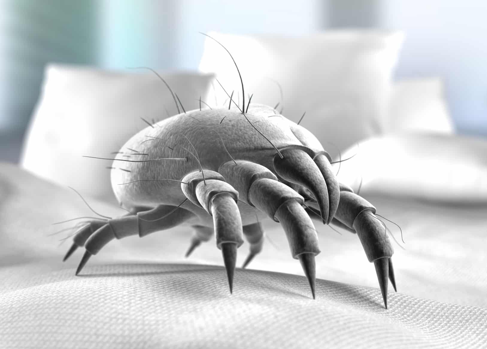 Why You Should Never Make Your Bed 1