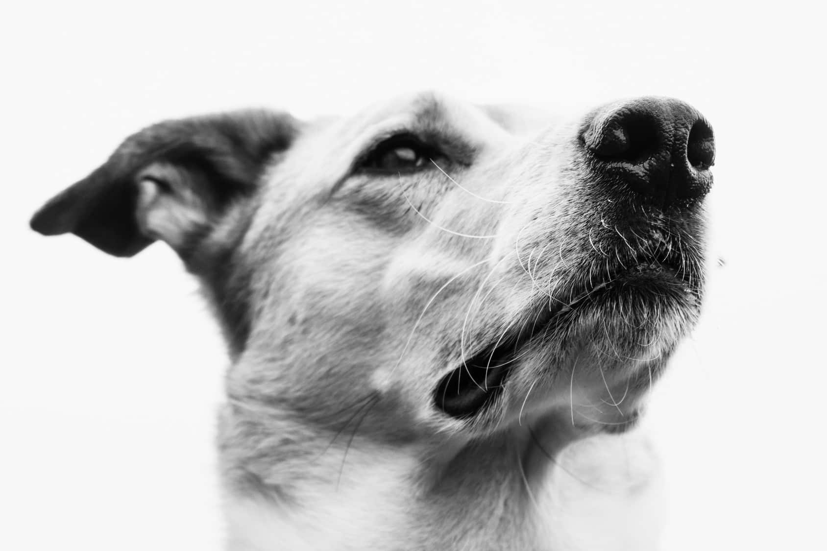 10 Incredible Scientific Discoveries About Dogs 1