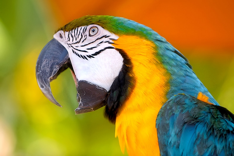 Parrot Trapped Inside Burning House Yells ‘Help’ And ‘Fire’ 1