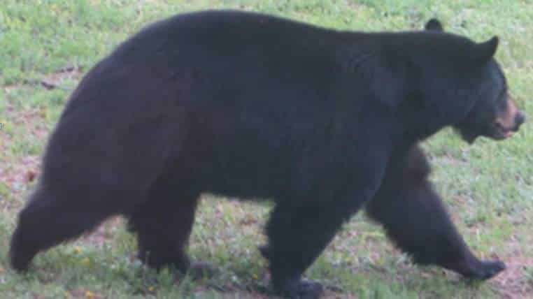 Who Ate All The Pies? Bear Clears Out Bakery 1