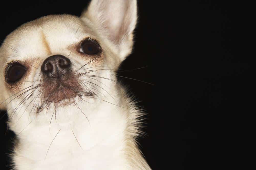 Chihuahua-falka riogatja a lakosságot 1