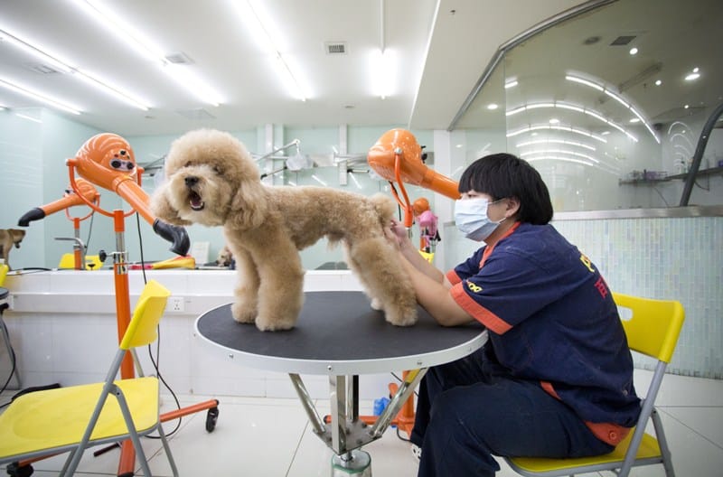 Doggy Heaven At Shanghai's Pet Mega Store 1