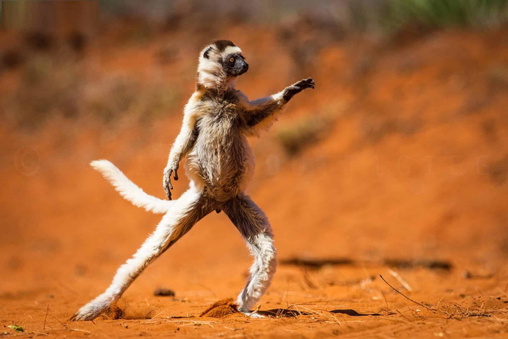 10 Animals That Dance Better Than You Do 1