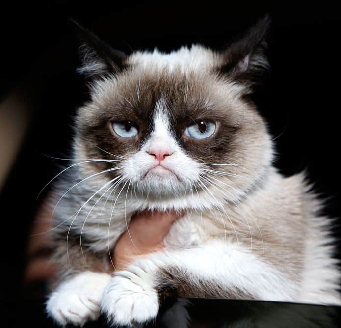Életműdíj Grumpy Cat-nek 1