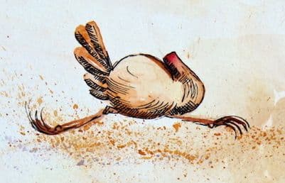 FUNNY SAYINGS: like a headless chicken 1