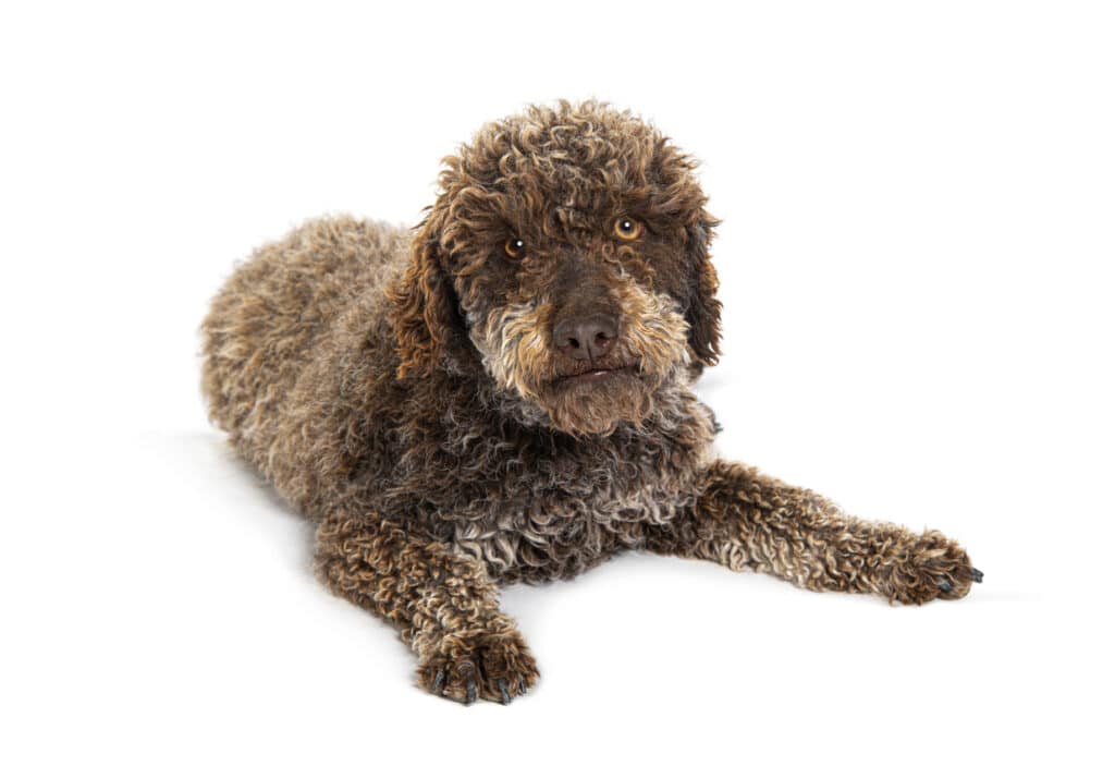 Mit tett III. Károly, amire 20 éve nem volt példa? 2 lagotto