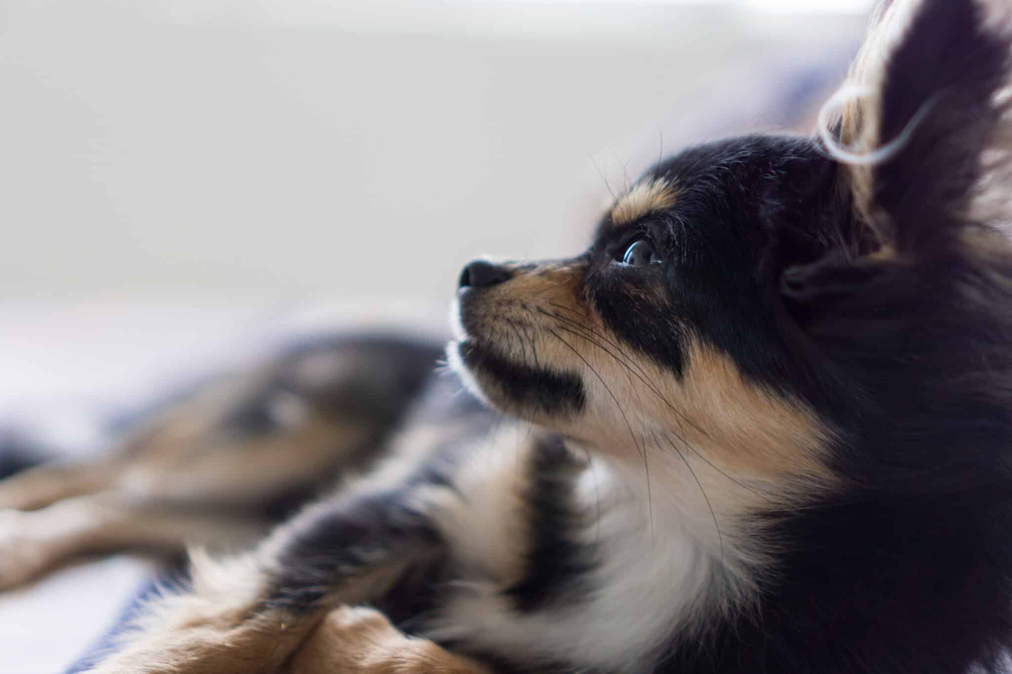 Chihuahua stolen by seagull from garden - OLVASÁS/HALLÁS UTÁNI ÉRTÉS A2/B1 1