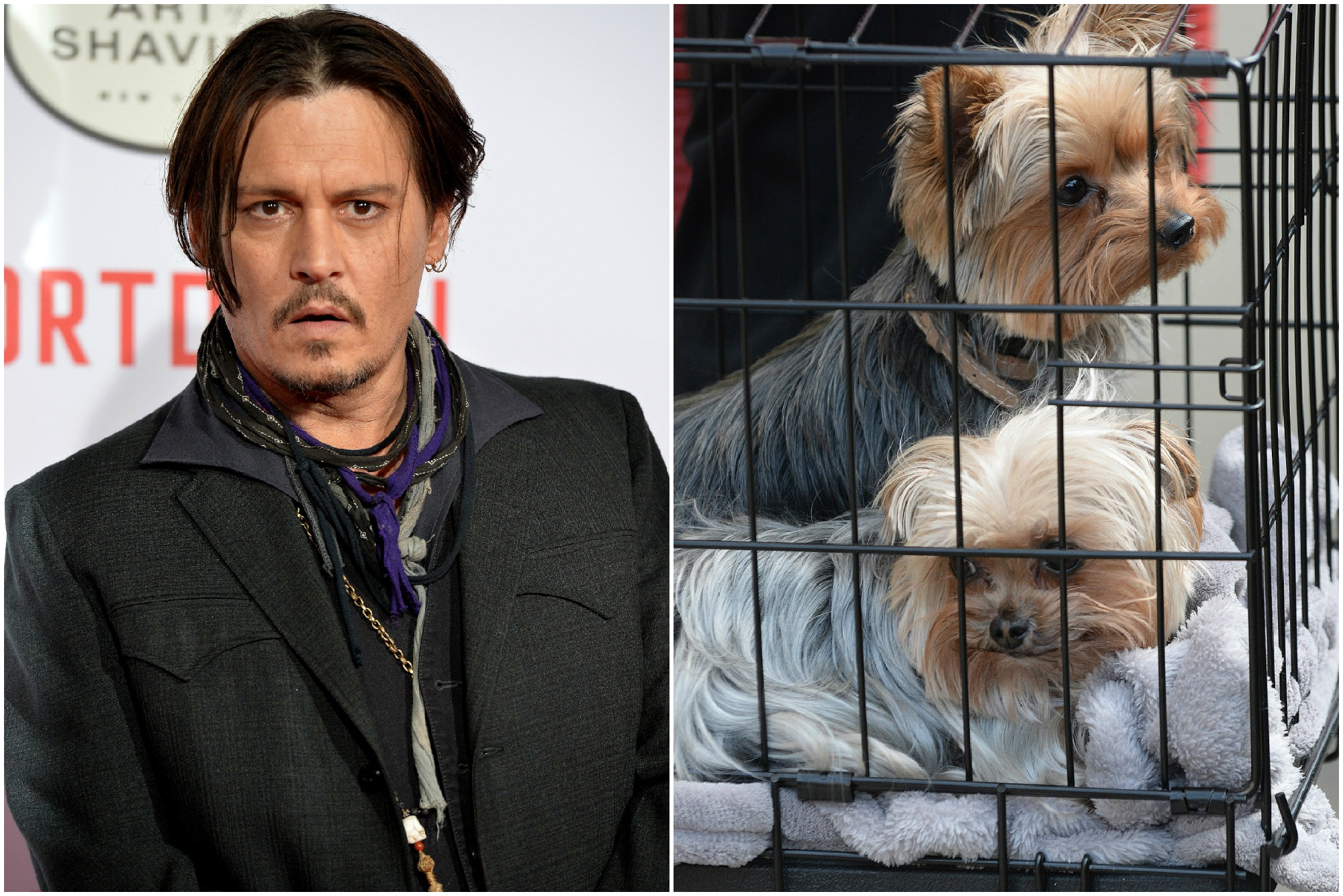 Johnny Depp could face 10 years in prison for taking his dogs to Australia 1