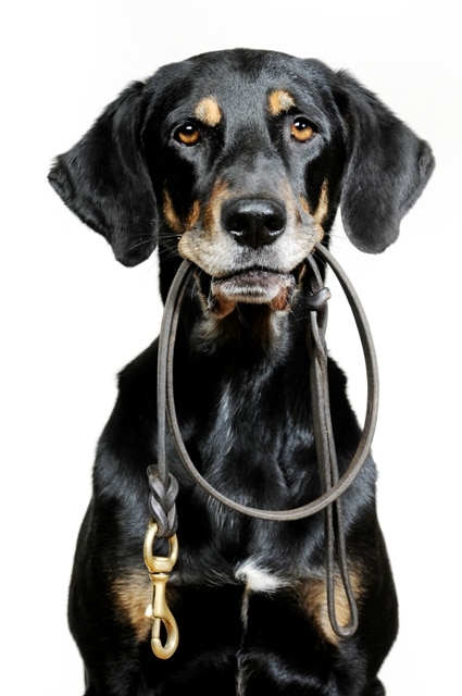 All about dogs 1. - Minden, amit a kutyákról tudni kell 1. 1