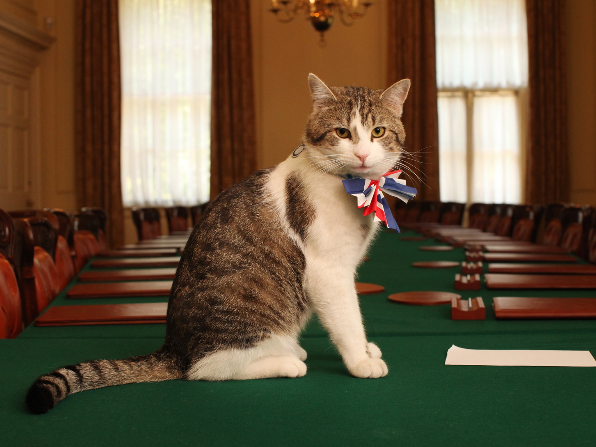 A win for Remain! Larry the cat can stay 1
