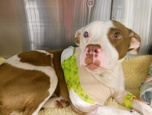 Dog Sacrificed Her Leg to Save Family 1