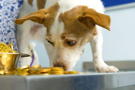 Greedy Molly - A torkos kutya története 1