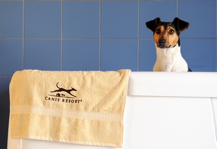 Pampered Pooches Relax At Five-Star Hotel 1