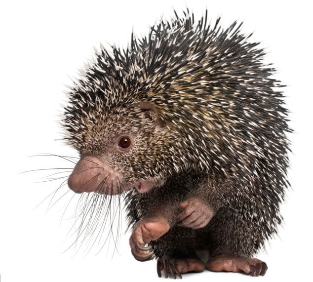Tarajos sül pottyant a fejére 1