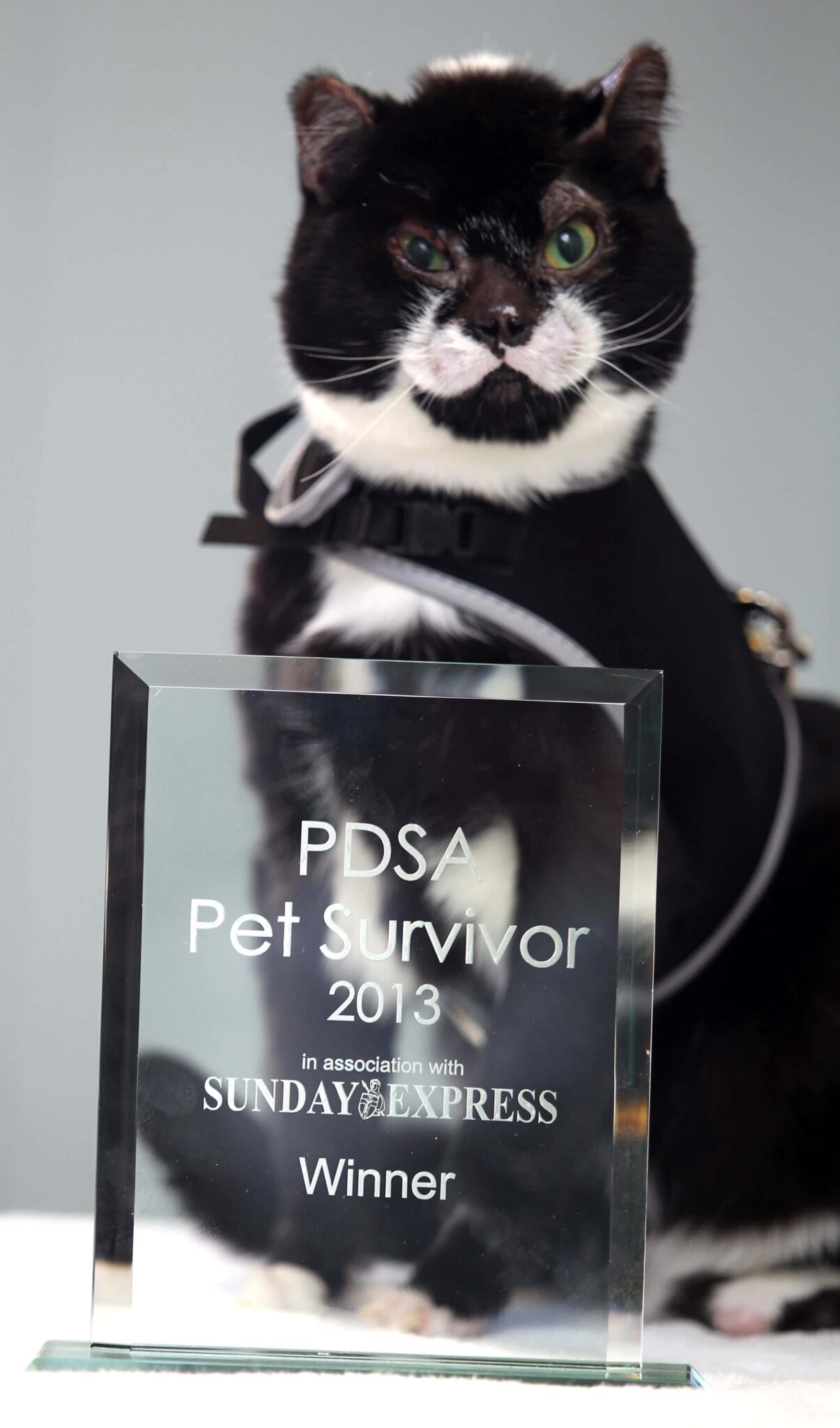 Stray cat wins national award - olvasd el, hogy miért kapott díjat a macska! 1