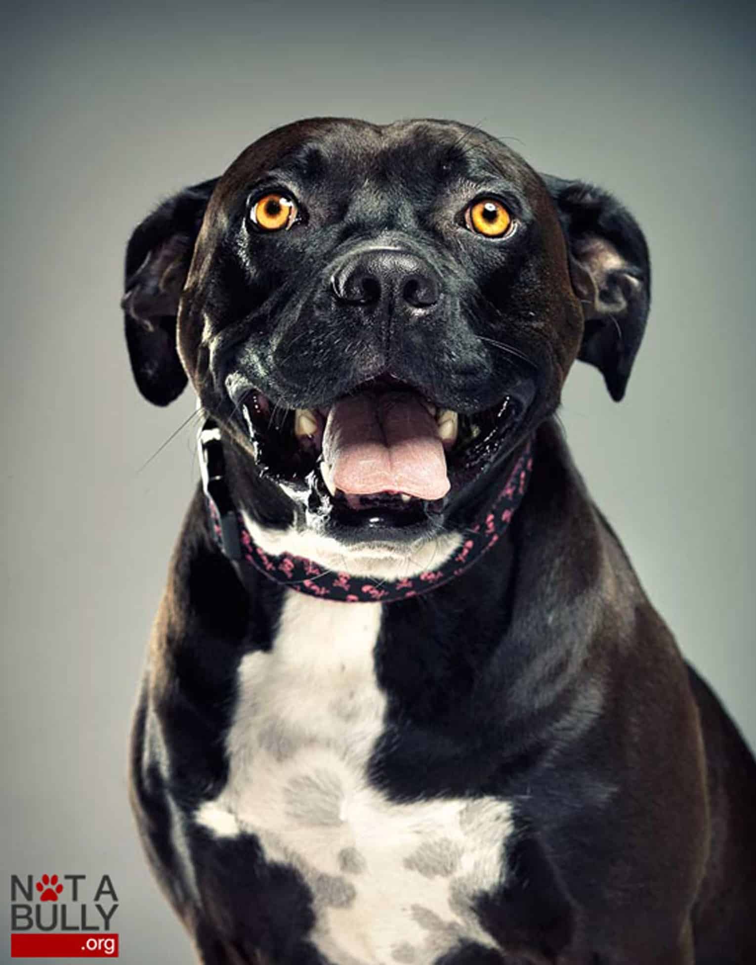 A meg nem értett kutyák: pitbullok 1