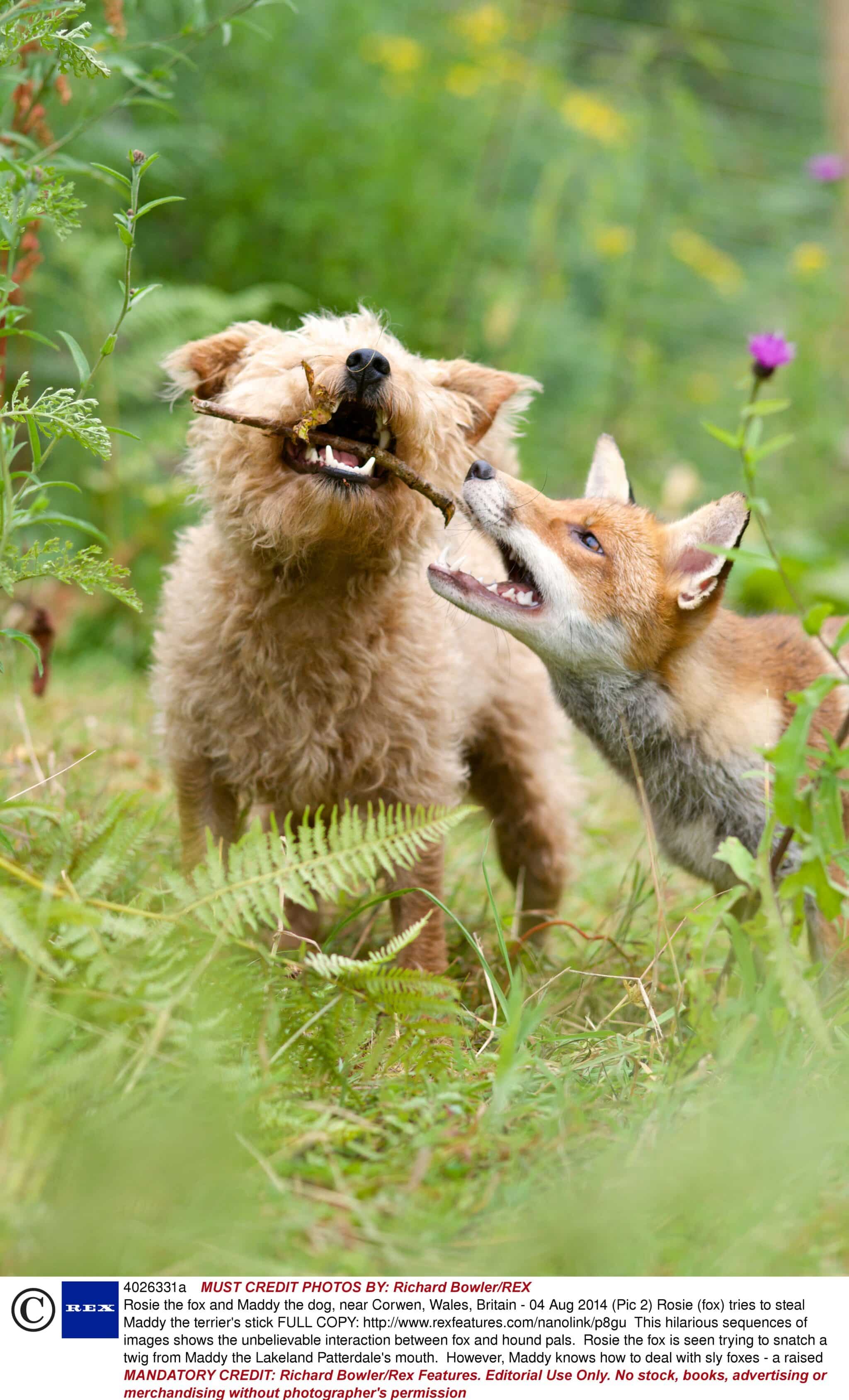 Out-Foxed: Hound won’t share stick with fox friend 1