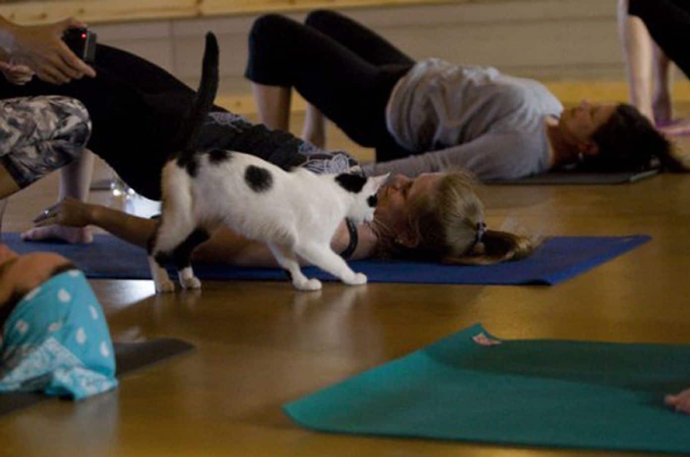 Cat Yoga Class is the Purrfect Way to Promote Adoption 1