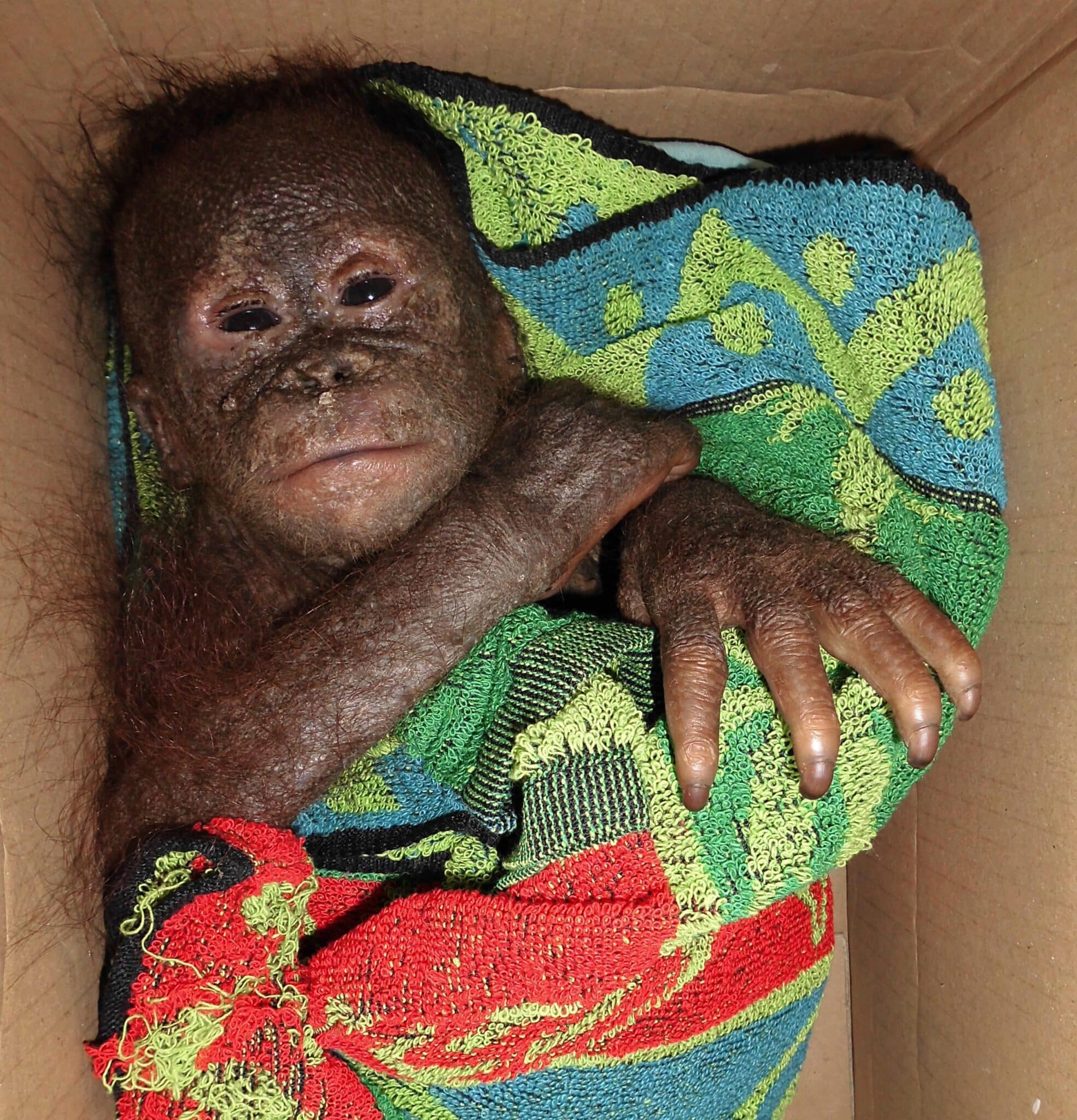 Heartbreaking Plight Of Baby Orangutan Dumped In Box 1