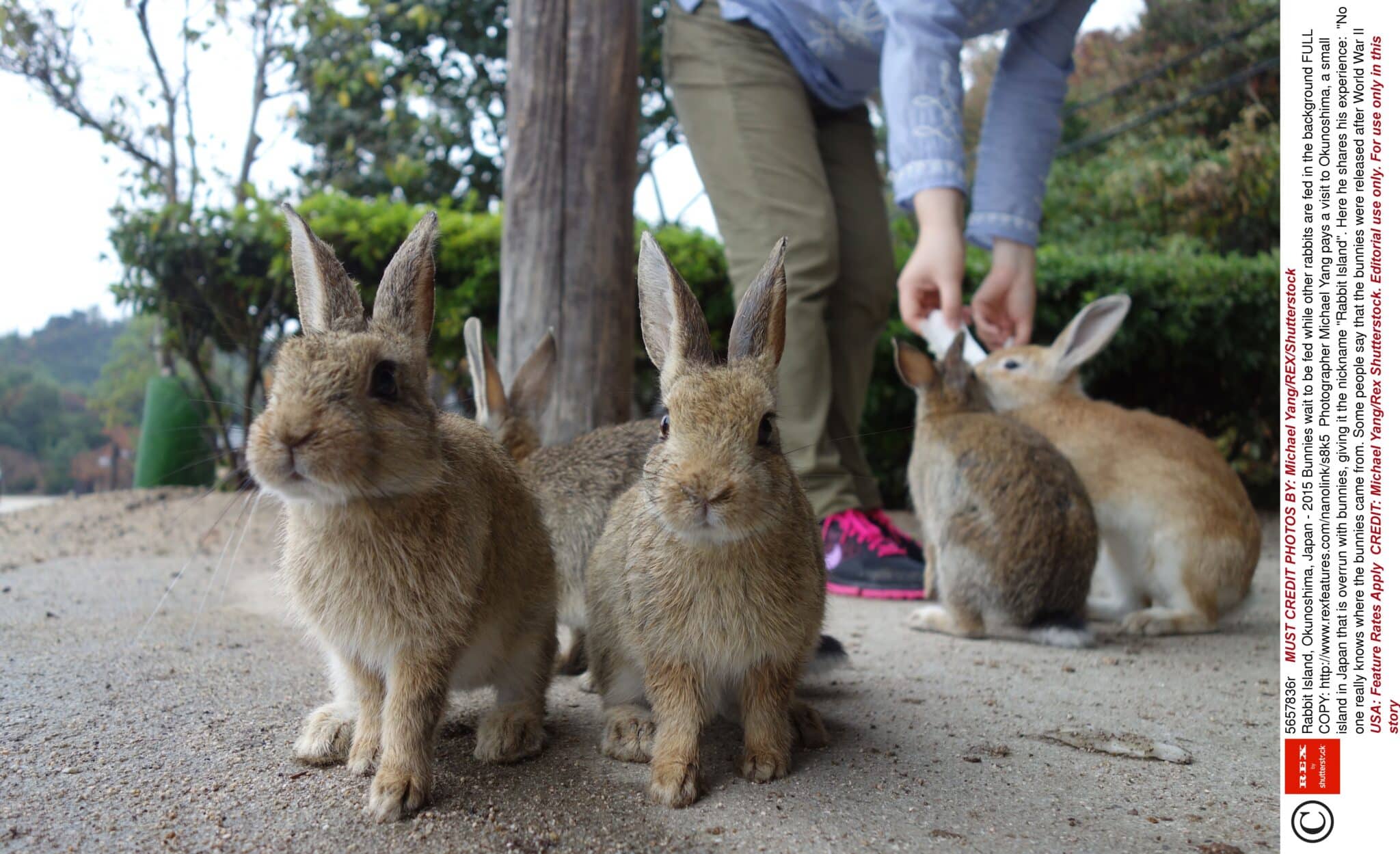Adorable Bunnies Overrun Japanese Island 1