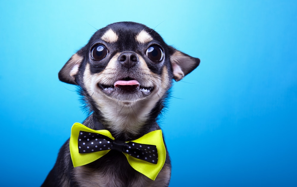 Dog Idioms - Kutyás angol idiómák 1