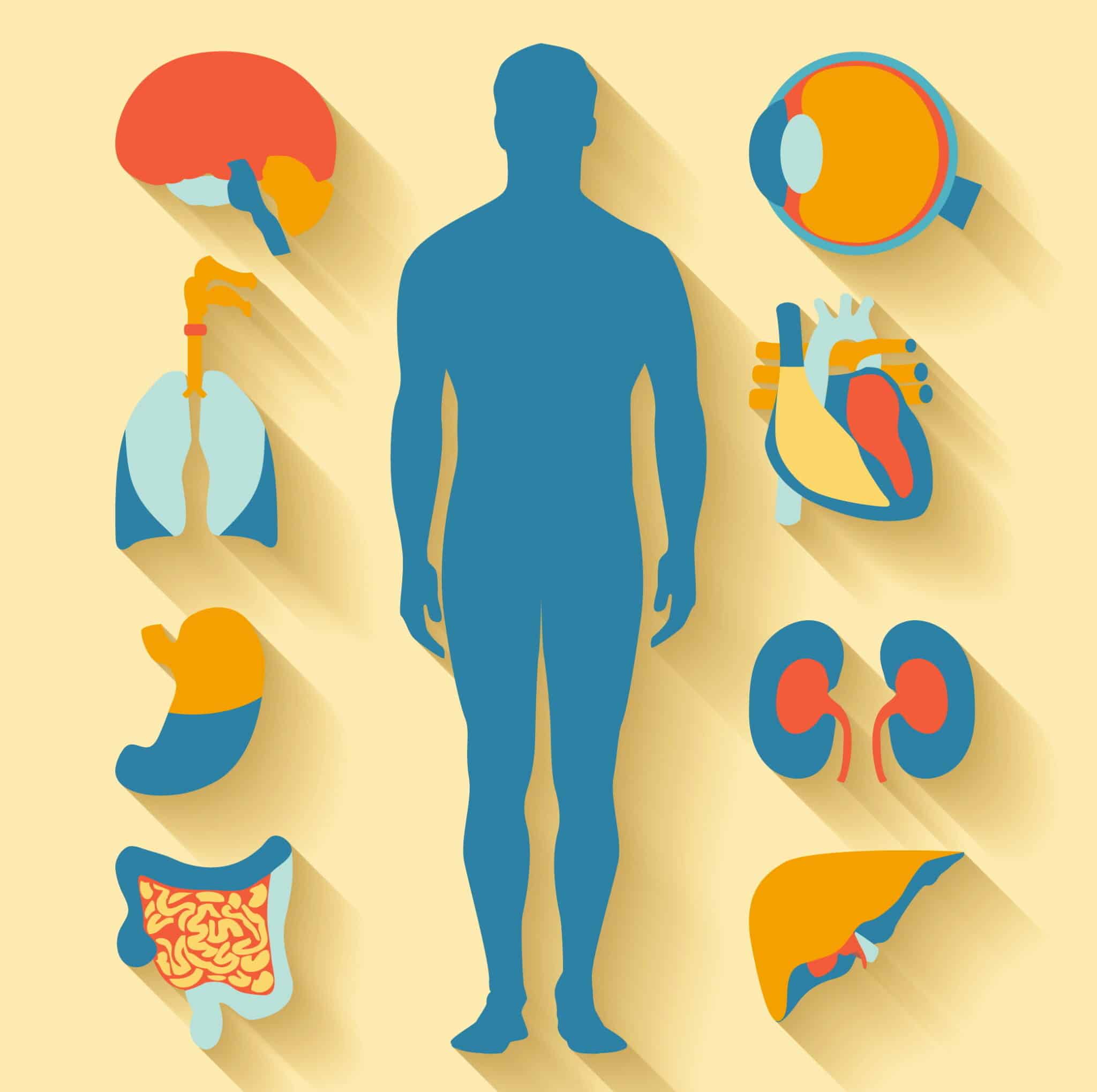 What Your Body Does in a Day 1